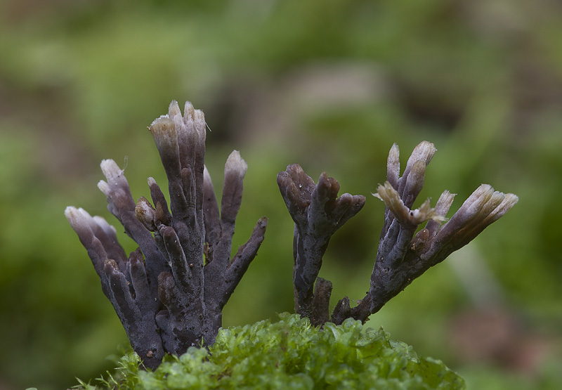 Thelephora anthocephala